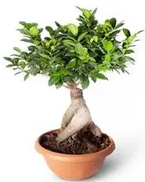 Bonsai